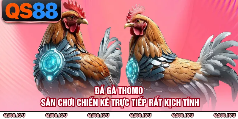 Đá Gà Thomo - Sân Chơi Chiến Kê Trực Tiếp Rất Kịch Tính